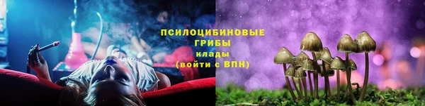 прущие грибы Медвежьегорск